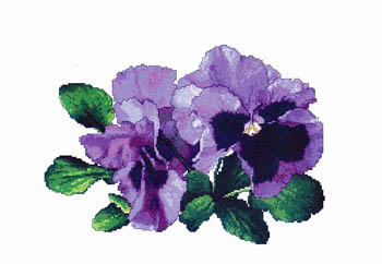 Lavender Pansies