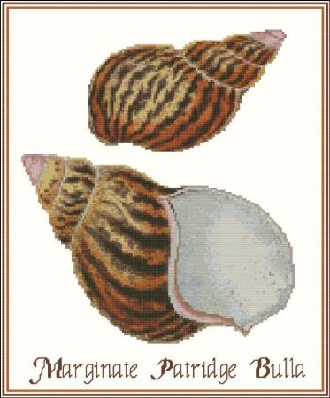 Shell Marginate Partridge Bulla