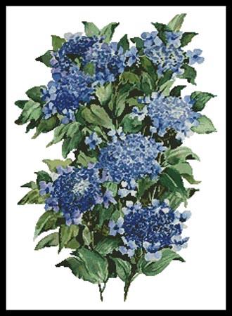 Blue Hydrangea  (Joy Waldman)