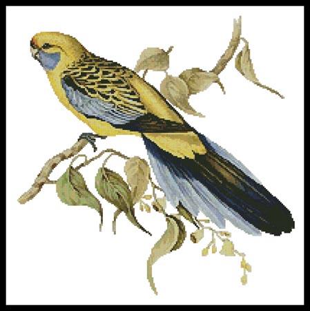 click here to view larger image of Yellow Rumped Parakeet  (John Gould) (chart)