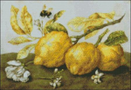 Garzoni - Three Lemons with a Bee