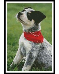 click here to view larger image of Cattle Dog (chart)