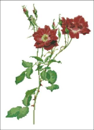 click here to view larger image of Willmott - Rosa Borbonica Rose (chart)