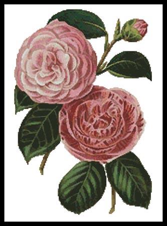 Camellias 5