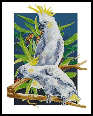 Two Sulpher Crested Cockatoos  (Henri Hunsinger)