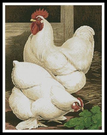 White Cochin Chickens