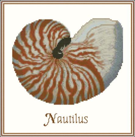 Shell Nautilus