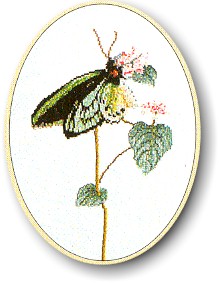click here to view larger image of Green Butterfly (counted cross stitch kit)
