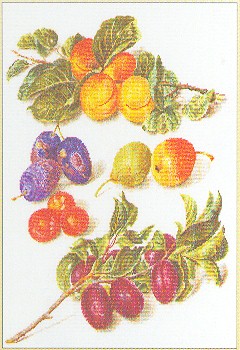 click here to view larger image of Assortment of Fruit (counted cross stitch kit)