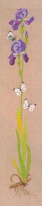 click here to view larger image of Iris With Butterflies (counted cross stitch kit)