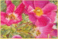 click here to view larger image of Rose Moyesli (counted cross stitch kit)