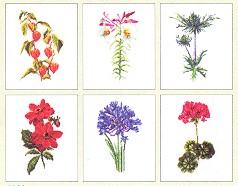 Six Floral Patterns (Floral Studies 2) - Linen
