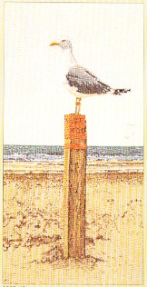Seagull Lookout - Aida