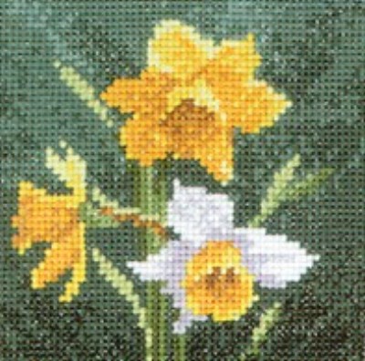 Mini Daffodil 