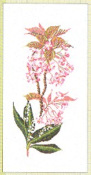 click here to view larger image of Floral  (counted cross stitch kit)