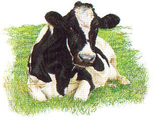 Holstein Cow Facing Forward