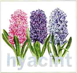 click here to view larger image of Hyacinth - Aida (counted cross stitch kit)